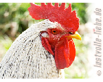 Geflügel der Luxusklasse: Bressehuhn, Burgunderhuhn, Sulmtaler