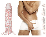 Penis – Anatomie, Aufbau, Funktion, Wirkungsweise