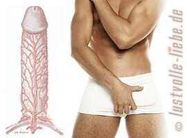 Der Penis - © Fotolia & public domain Penis – Anatomie, Aufbau, Funktion, Wirkungsweise