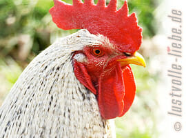 Luxus-Geflügel für Feinschmecker Geflügel der Luxusklasse: Bressehuhn, Burgunderhuhn, Sulmtaler